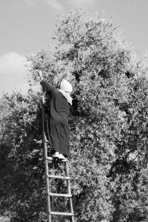 Shehadeh Gaza Olives